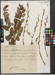 Foto von Salix starkeana Willd.